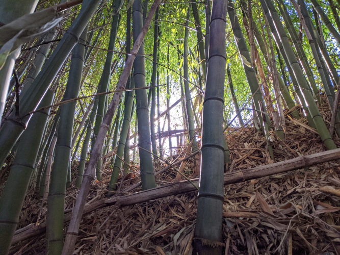 japan-bamboo-shakuhachi-harvest-jon-kypros-1