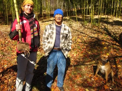 Josen Jon Kypros harvesting Madaké for shakuhachi with Keiji Oshima Haiku Bamboo Nursery